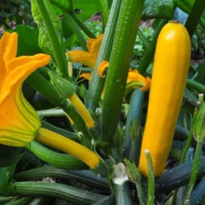 Yellow Squash Live Plant - Zucchini Summer Squash, 4-6 Inch Tall, 4-Inch Pot, Outdoor - Image 2