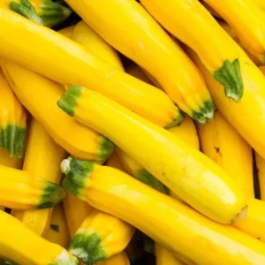 Yellow Squash Live Plant - Zucchini Summer Squash, 4-6 Inch Tall, 4-Inch Pot, Outdoor - Image 3