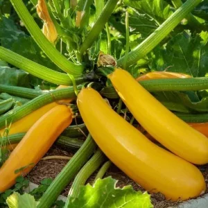 Yellow Squash Live Plant - Zucchini Summer Squash, 4-6 Inch Tall, 4-Inch Pot, Outdoor - Image 1