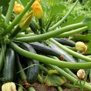 Yellow Squash Live Plant - Zucchini Summer Squash, 4-6 Inch Tall, 4-Inch Pot, Outdoor - Image 4
