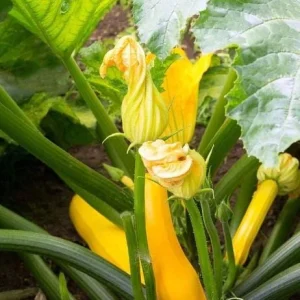 Yellow Squash Live Plant - Zucchini Summer Squash, 4-6 Inch Tall, 4-Inch Pot, Outdoor - Image 5