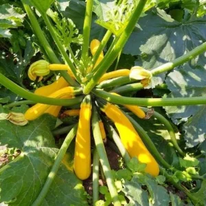 Yellow Squash Live Plant - Zucchini Summer Squash, 4-6 Inch Tall, 4-Inch Pot, Outdoor - Image 6