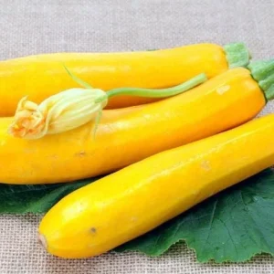 Yellow Squash Live Plant - Zucchini Summer Squash, 4-6 Inch Tall, 4-Inch Pot, Outdoor - Image 7