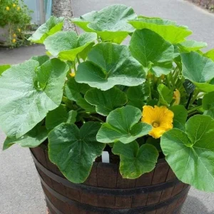 Yellow Squash Live Plant - Zucchini Summer Squash, 4-6 Inch Tall, 4-Inch Pot, Outdoor - Image 8