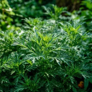 Yomogi Japanese Mugwort Seeds - Artemisia princeps, Heirloom Herb - 30 Seed Pack - Image 2