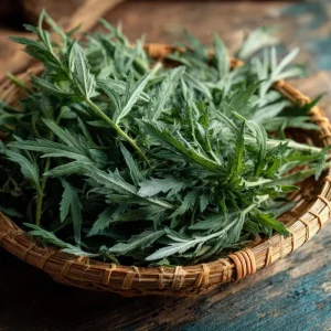 Yomogi Japanese Mugwort Seeds - Artemisia princeps, Heirloom Herb - 30 Seed Pack - Image 3