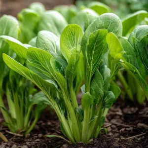 Yu Choy Sum Seeds - 800 Count Tender Asian Greens for Stir-Fries & Soups - Image 3