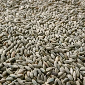 10 LBS Organic Rye Berries - Fungicide-Free Mushroom Spawn Grain - Bulk Clean - Image 2
