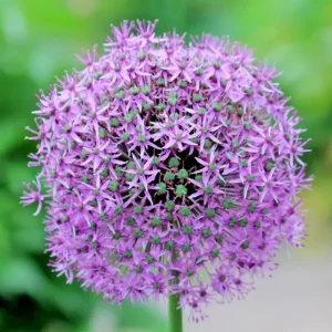 100 Giant Onion Seeds (Allium giganteum) - Edible & Ornamental Flower Seeds - Image 2