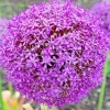 100 Giant Onion Seeds (Allium giganteum) - Edible & Ornamental Flower Seeds - Image 1