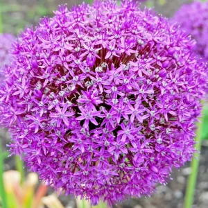 100 Giant Onion Seeds (Allium giganteum) - Edible & Ornamental Flower Seeds - Image 1