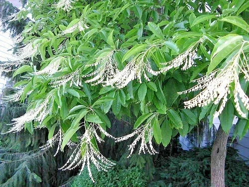 100 Lily of the Valley Sourwood Tree Seeds (Oxydendrum arboreum) - Honey Bee Tree - Image 2