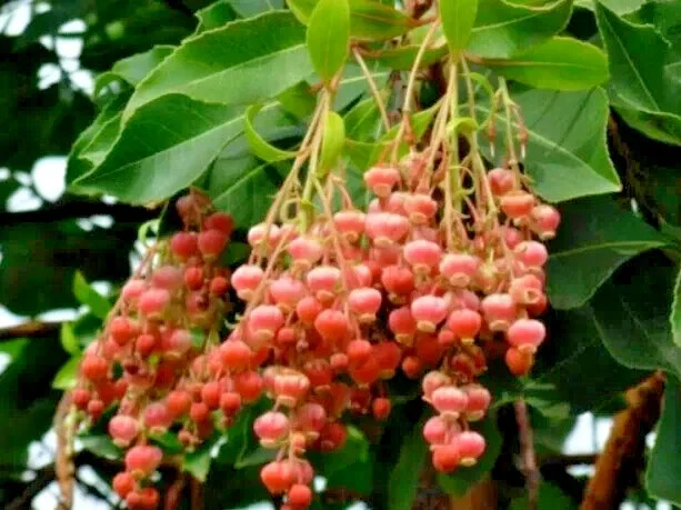 100 Lily of the Valley Sourwood Tree Seeds (Oxydendrum arboreum) - Honey Bee Tree - Image 1