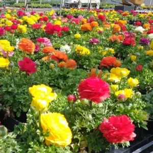 100 Mixed Ranunculus Seeds - Double Bloom Buttercups, Vibrant Spring Flowers - Image 2
