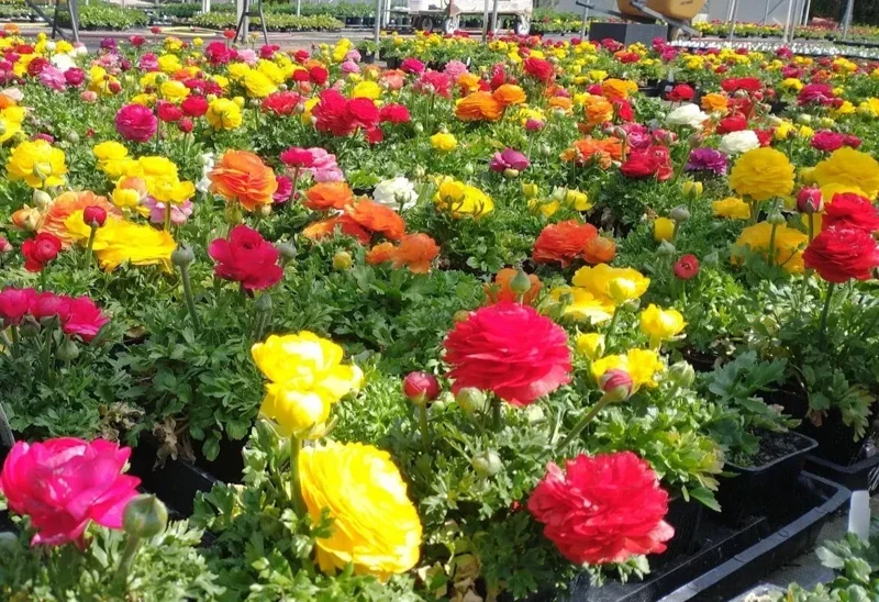 100 Mixed Ranunculus Seeds - Double Bloom Buttercups, Vibrant Spring Flowers - Image 2