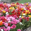 100 Mixed Ranunculus Seeds - Double Bloom Buttercups, Vibrant Spring Flowers - Image 1