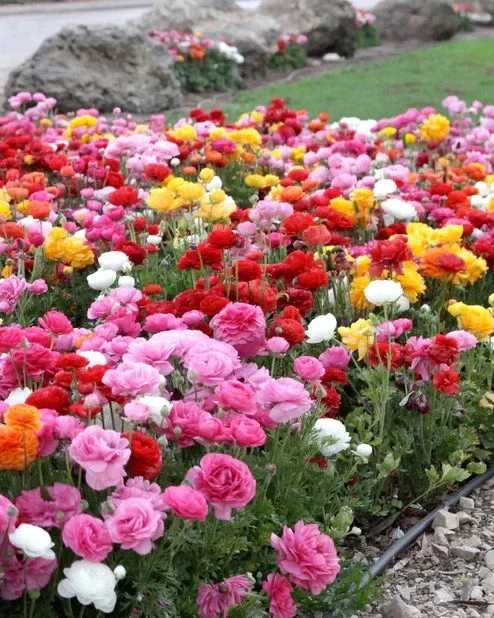 100 Mixed Ranunculus Seeds - Double Bloom Buttercups, Vibrant Spring Flowers - Image 1