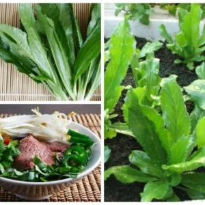 10,000+ Culantro Seeds (Recao) Non-GMO Ngo Gai for Sofrito & Pho - Image 2