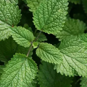 1500 Lemon Balm Seeds - Perennial Herb, Mosquito Repellent, Non-GMO - Image 2