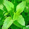 1500 Lemon Balm Seeds - Perennial Herb, Mosquito Repellent, Non-GMO - Image 1
