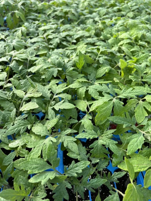 2 Hungarian Giant Tomato Live Plants - 6-10 inches, Heirloom, Outdoor - Image 1