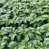 2 Red Cherry Tomato Live Plants 6-10 inches Tall - Homegrown Fruit - Image 1