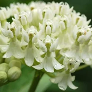 2 White Milkweed Live Plants - Asclepias Perennis - Butterfly Garden - Image 2