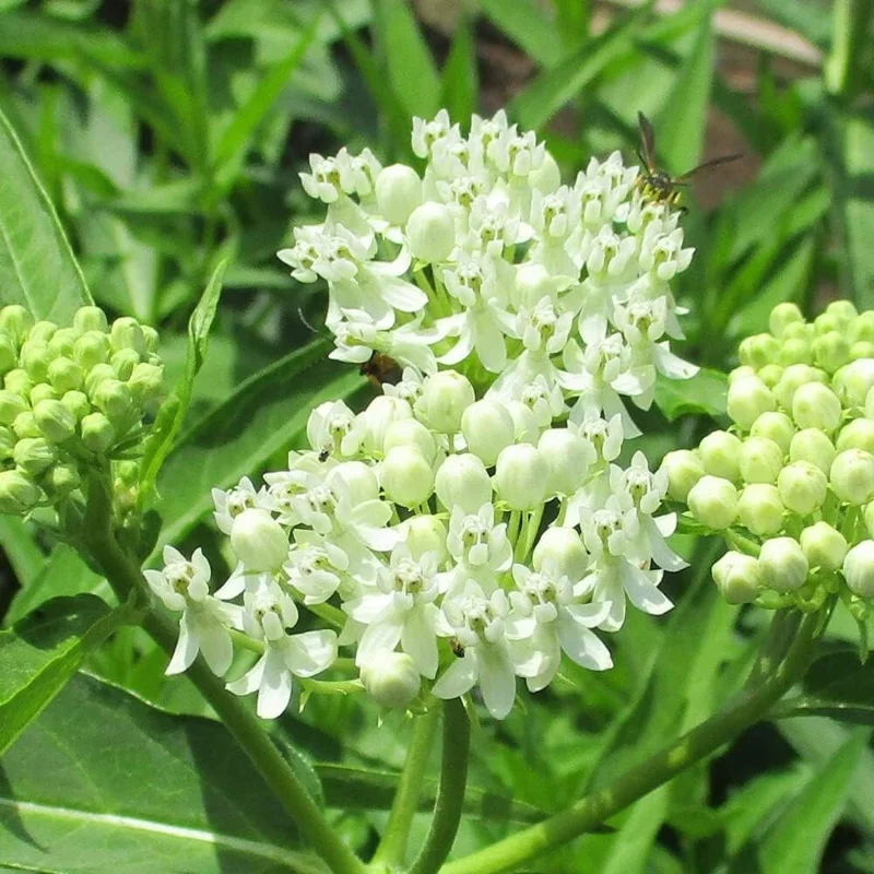 2 White Milkweed Live Plants - Asclepias Perennis - Butterfly Garden - Image 3