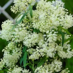 2 White Milkweed Live Plants - Asclepias Perennis - Butterfly Garden - Image 4
