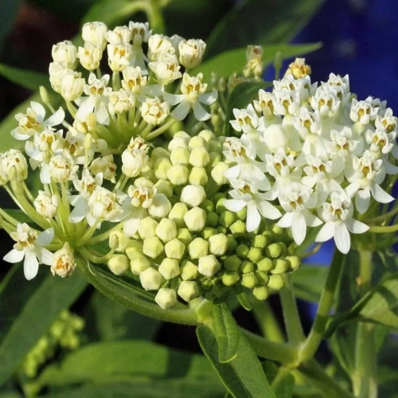 2 White Milkweed Live Plants - Asclepias Perennis - Butterfly Garden - Image 5