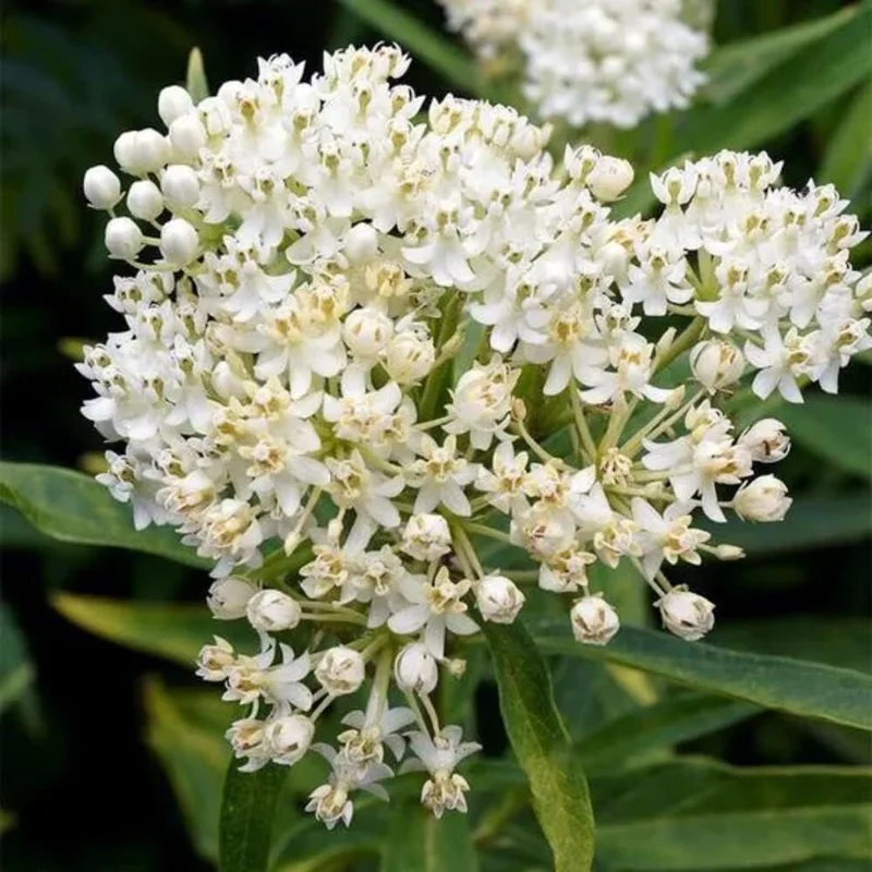 2 White Milkweed Live Plants - Asclepias Perennis - Butterfly Garden - Image 6