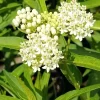 2 White Milkweed Live Plants - Asclepias Perennis - Butterfly Garden - Image 1