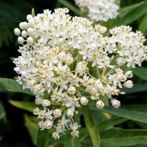 2 White Milkweed Live Plants - Asclepias Perennis - Butterfly Garden - Image 7