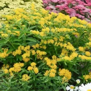 2 Yellow Milkweed Live Plants - Asclepias Tuberosa - 5-9 in - Outdoor - Image 4