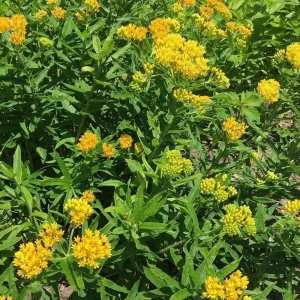 2 Yellow Milkweed Live Plants - Asclepias Tuberosa - 5-9 in - Outdoor - Image 6