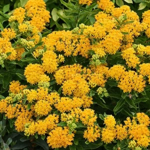 2 Yellow Milkweed Live Plants - Asclepias Tuberosa - 5-9 in - Outdoor - Image 8