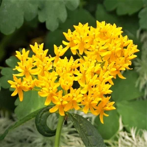 2 Yellow Milkweed Live Plants - Butterfly Host Plant - 5-9 in Tall - Image 2