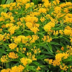2 Yellow Milkweed Live Plants - Butterfly Host Plant - 5-9 in Tall - Image 3