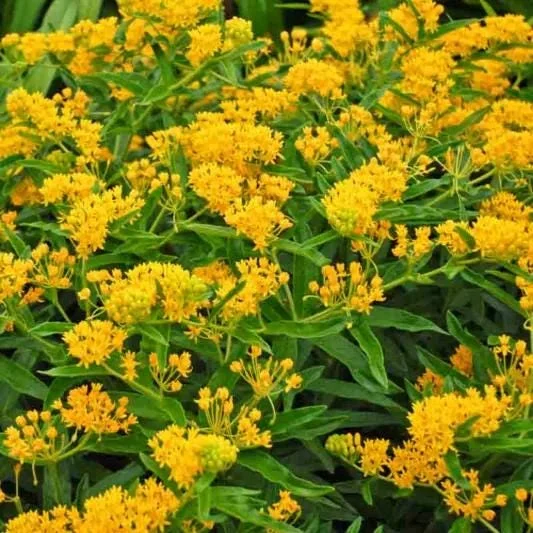 2 Yellow Milkweed Live Plants - Butterfly Host Plant - 5-9 in Tall - Image 3