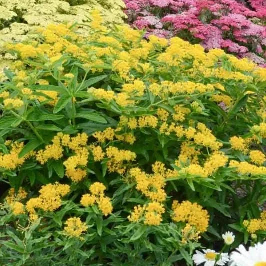 2 Yellow Milkweed Live Plants - Butterfly Host Plant - 5-9 in Tall - Image 4