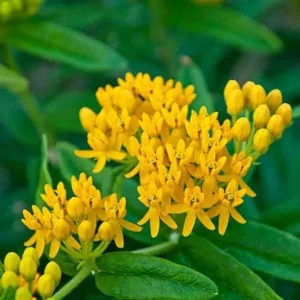 2 Yellow Milkweed Live Plants - Butterfly Host Plant - 5-9 in Tall - Image 5