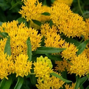 2 Yellow Milkweed Live Plants - Butterfly Host Plant - 5-9 in Tall - Image 1