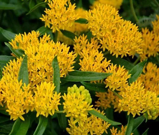 2 Yellow Milkweed Live Plants - Butterfly Host Plant - 5-9 in Tall - Image 1