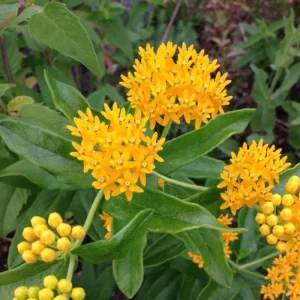 2 Yellow Milkweed Live Plants - Butterfly Host Plant - 5-9 in Tall - Image 7