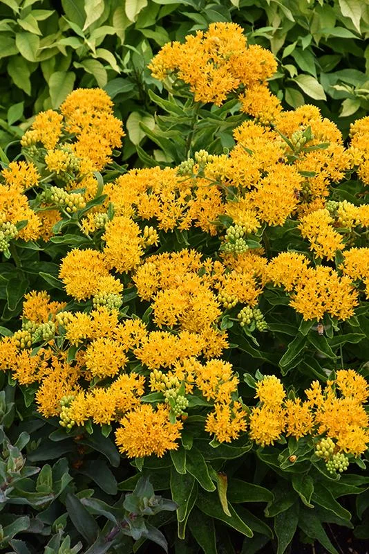 2 Yellow Milkweed Live Plants - Butterfly Host Plant - 5-9 in Tall - Image 8