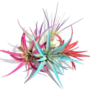 20 Brightly Colored Air Plant Fun Pack – Tillandsia Live Plants – 4-8 inch - Image 2