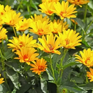 20 Jerusalem Artichoke Seeds - Sunchoke Sunroot Helianthus Tuberosus - Edible Tubers & Yellow Flowers - Image 3