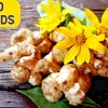 20 Jerusalem Artichoke Seeds - Sunchoke Sunroot Helianthus Tuberosus - Edible Tubers & Yellow Flowers - Image 1