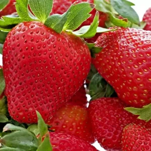 200 Alpine Strawberry Seeds - Heirloom Perennial Fruit, Non-GMO, Outdoor - Image 2