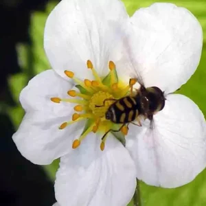 200 Alpine Strawberry Seeds - Heirloom Perennial Fruit, Non-GMO, Outdoor - Image 3